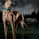 Illustration for article titled What if the Scooby Gang took over for Rick in emThe Walking Dead/em?